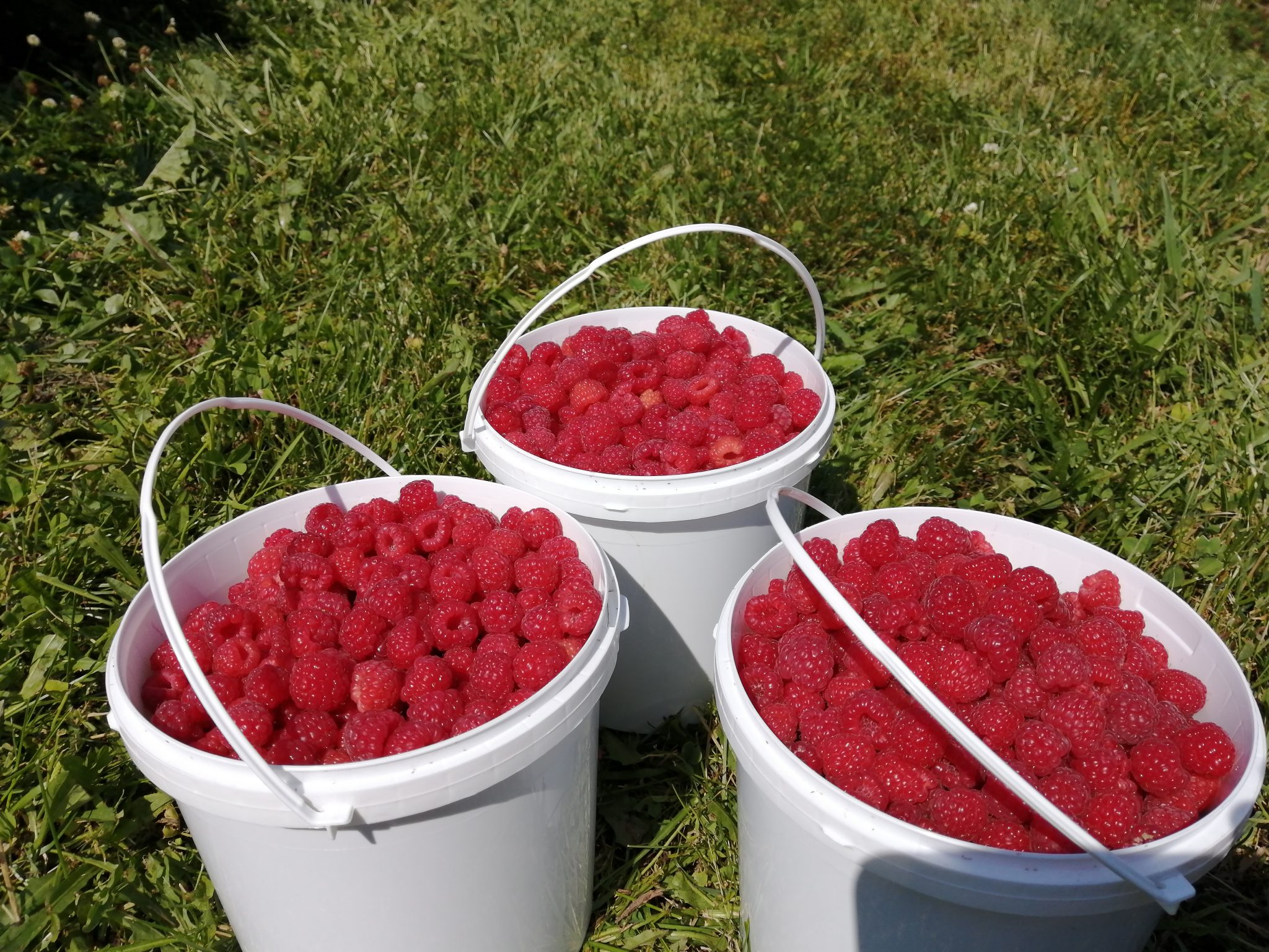 D’excellentes récoltes cet été à la Vallée de la framboise Journal Le